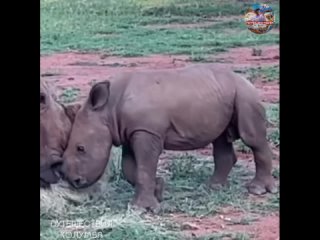 Маленький игривый носорог