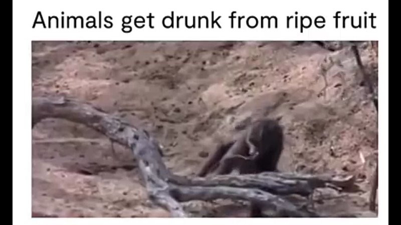 Animals getting drunk