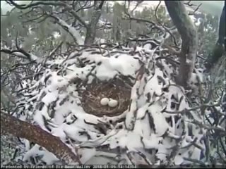 Белоголовый орлан защищает своё потомство от снежной бури