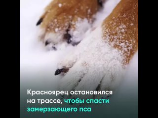 тг_Красноярец_остановился_на_трассе,_чтобы_спасти_замерзающего_пса