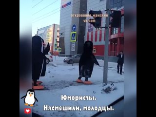 Пингвины переходят дорогу