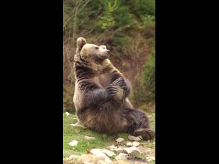Медведь на отдыхе
Видео от ZooPlanet. ЗооПланета