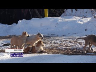 В КОПЕЙСКЕ ИДЁТ ПЛАНОВЫЙ ОТЛОВ БРОДЯЧИХ ЖИВОТНЫХ