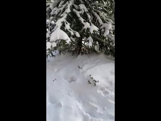 Видео от Приют “В добрые руки“  Нск