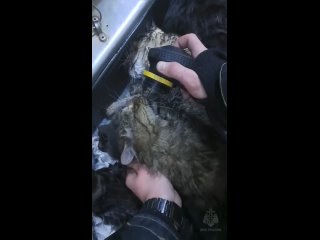 15 котов спасли сотрудники МЧС России в Симферополе