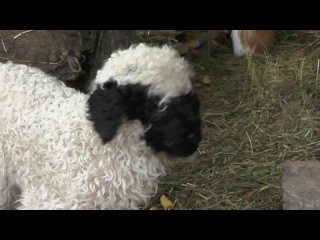 В Бахчисарае родился малыш в семействе валийских овец, которые примечательны своим белым окрасом и характерной черной мордочкой.