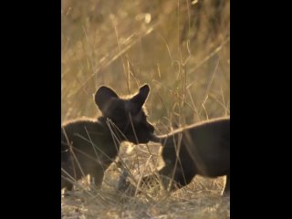 Видео от bertiegregory - Гиеновидная собака с потомством.