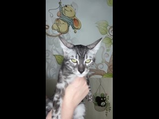 Video van Бенгальские кошки | питомник Rokri Soul
