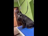 Видео от Стрижка собак в Мурманске