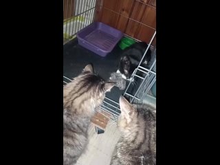 Видео от Дом удивительных котов “Марсиаша“