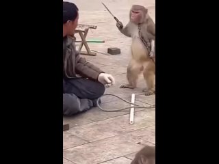 Восстание обезьяны