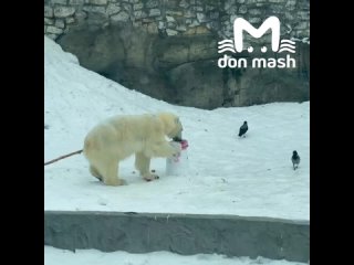 Ростовскую медведицу Айку поздравили с Днем полярного медведя