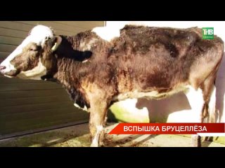 Неизлечимую и опасную инфекцию обнаружили у шести коров в татарстанском селе