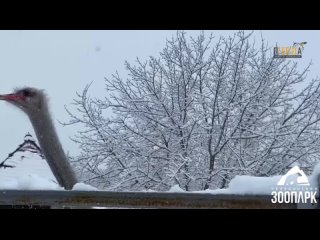 Страусы из челябинского зоопарка показали эпатажный зимний танец
