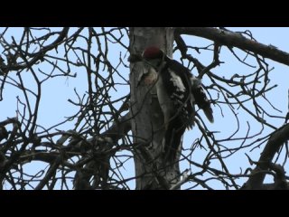 БОЛЬШОЙ ПЕСТРЫЙ ДЯТЕЛ С ШИШКОЙ ЛИСТВЕННИЦЫ