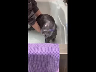 Маска для мытья котов