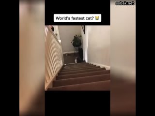 Самая быстрая кошка в мире