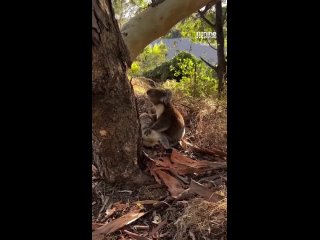 Животные тоже грустят, когда теряют близких: Душераздирающий момент из Австралии, где самец коалы оплакивает смерть своей самки