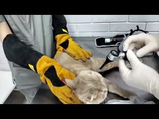 Отоскопия у кошек