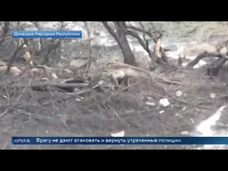 Напряженные бои идут у поселка Богдановка в ДНР