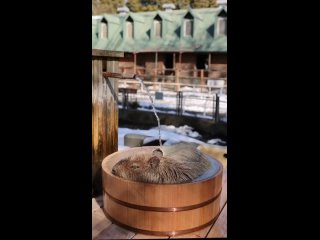 Полный релакс в своеобразной баньке для капибары