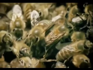 Японские дикие пчёлы умеют эффективно противостоять атаке крупных хищных шершней.