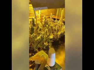 Полицейские изъяли у жителя Норильска 49 кустов конопли и 1,5 кг марихуаны