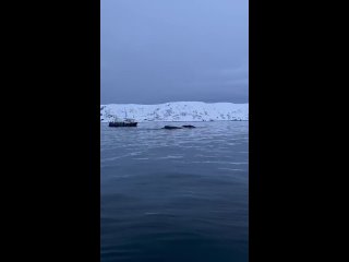 киты в Териберке