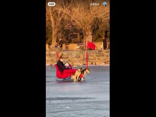 Китайцы катаются по льду на собаках