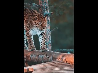 Вес взрослого леопарда сравним с весом взрослого че