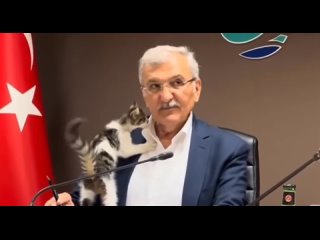 Кошка залезла на мэра турецкого города во время важного совещания