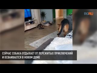 В Новосибирске собака три дня ездила на трамвае в поисках хозяина - поиск Яндекса по видео.mp4