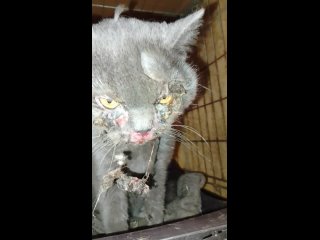 Видео от Кошкин дом!-домашний приют для бездомных кошек