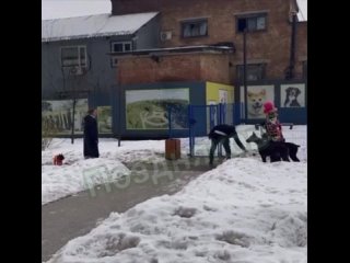 В Гольяново этнический напал на женщину, которая сделала ему замечание, что у больших собак должны быть намордники :