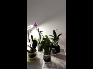 Видео от Дневник цветовода. Орхидеи и другие