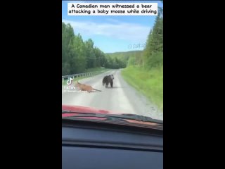 An amazing tale about a Moose and the man that saved him
