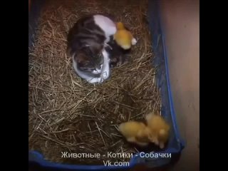 Видео от Животные - Котики - Собачки