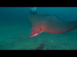 Eagle Rays at Stonehenge | Diving in the Similans, Thailand