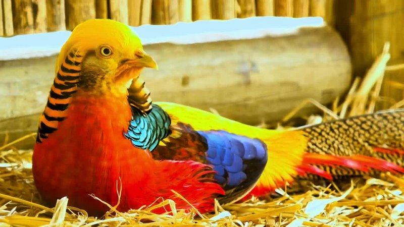 Natures Beautiful Birds Colorful and Special in Many