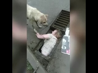 Смелый поступок женщина не испугалась и бросилась на помощь маленьким щенятам