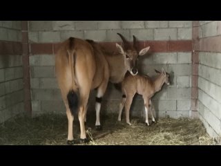 В Бахчисарае родилась антилопа канна