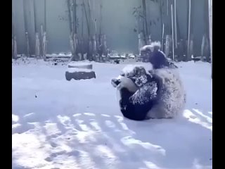 Панда играет