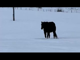 Оптическая иллюзия куда идет конь в снегу