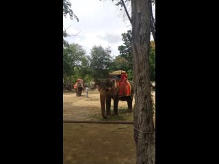 Слоник танцует в Тайланде