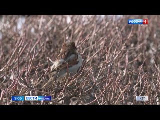 В Рязанской области началась перепись воробьев