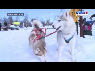 Быстрее ветра: гонки на собачьих упряжках прошли на Камчатке