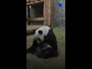 В Московском зоопарке панда Катюша научилась плескаться в бассейне