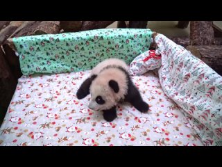▶️ Moscow citizens have chosen a name for the panda – Katyusha, Mayor Sergey Sobyanin said in his blog