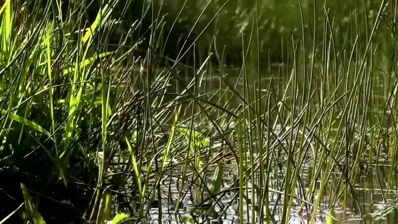 The Secret World of Dragonflies   Short Film Showcase