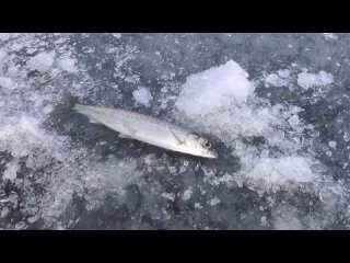 Зимняя рыбалка на Байкальского омуля.